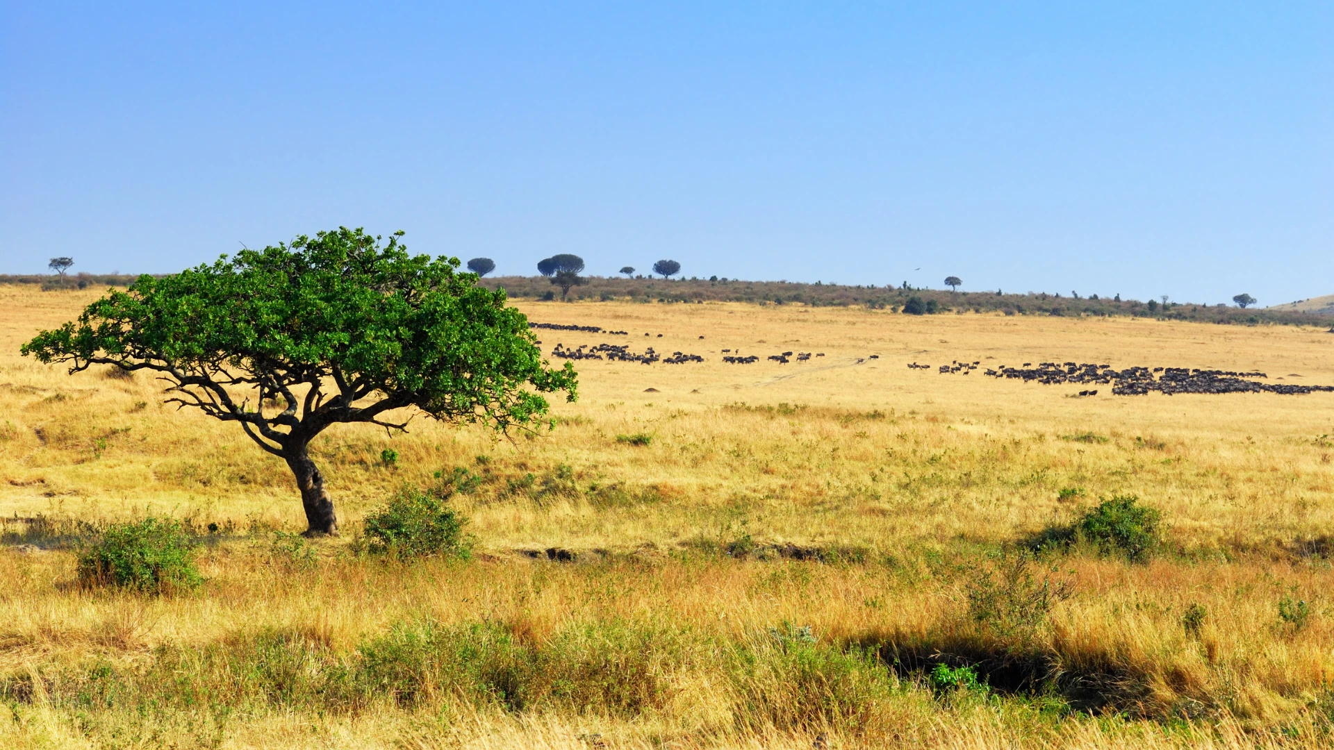 animales en libertad bioparc valencia