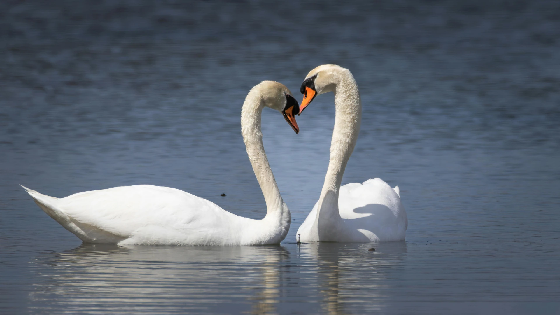cisnes en el parque de cabecera