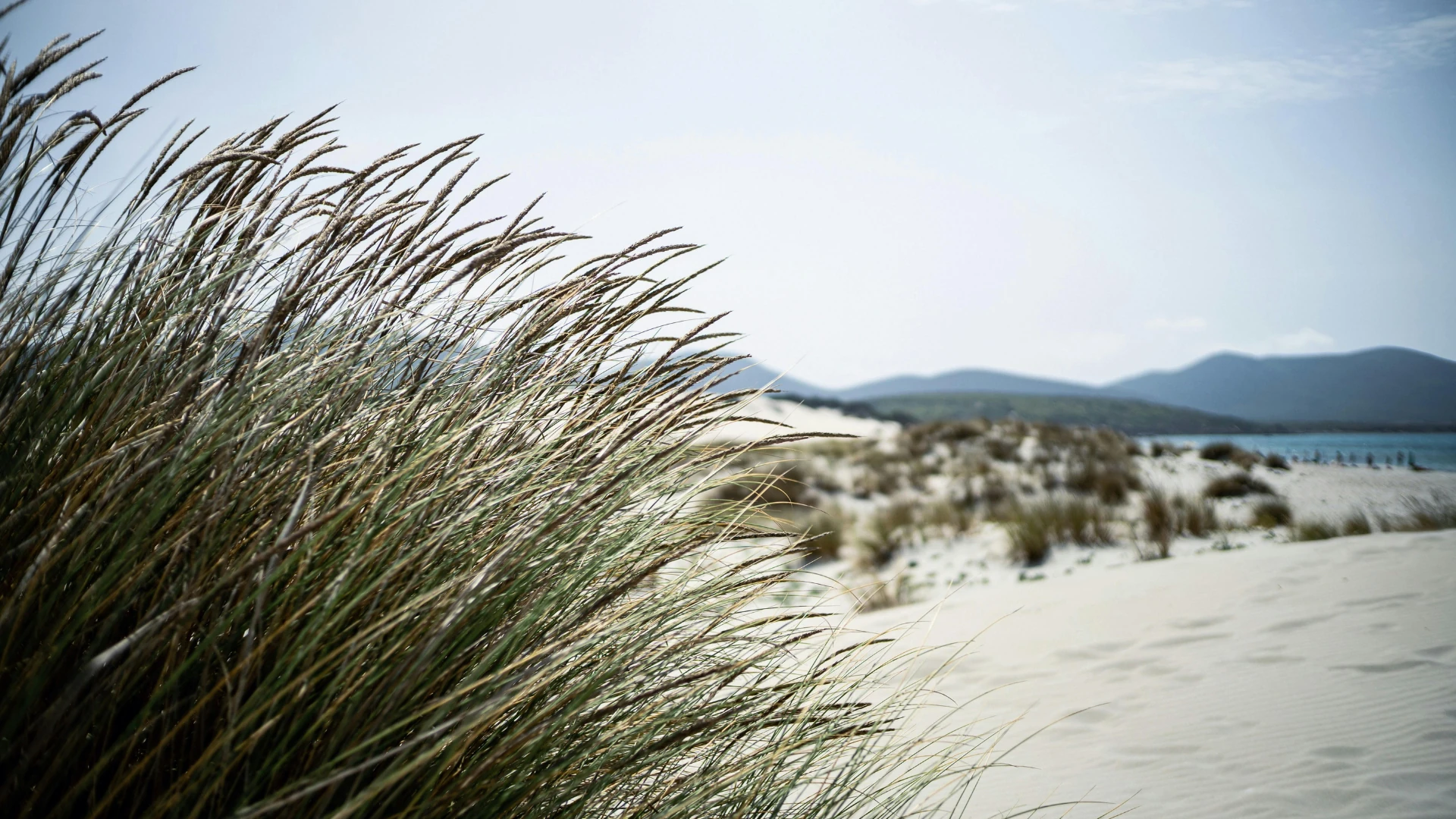 dunas y pinada en la playa de la devesa del saler