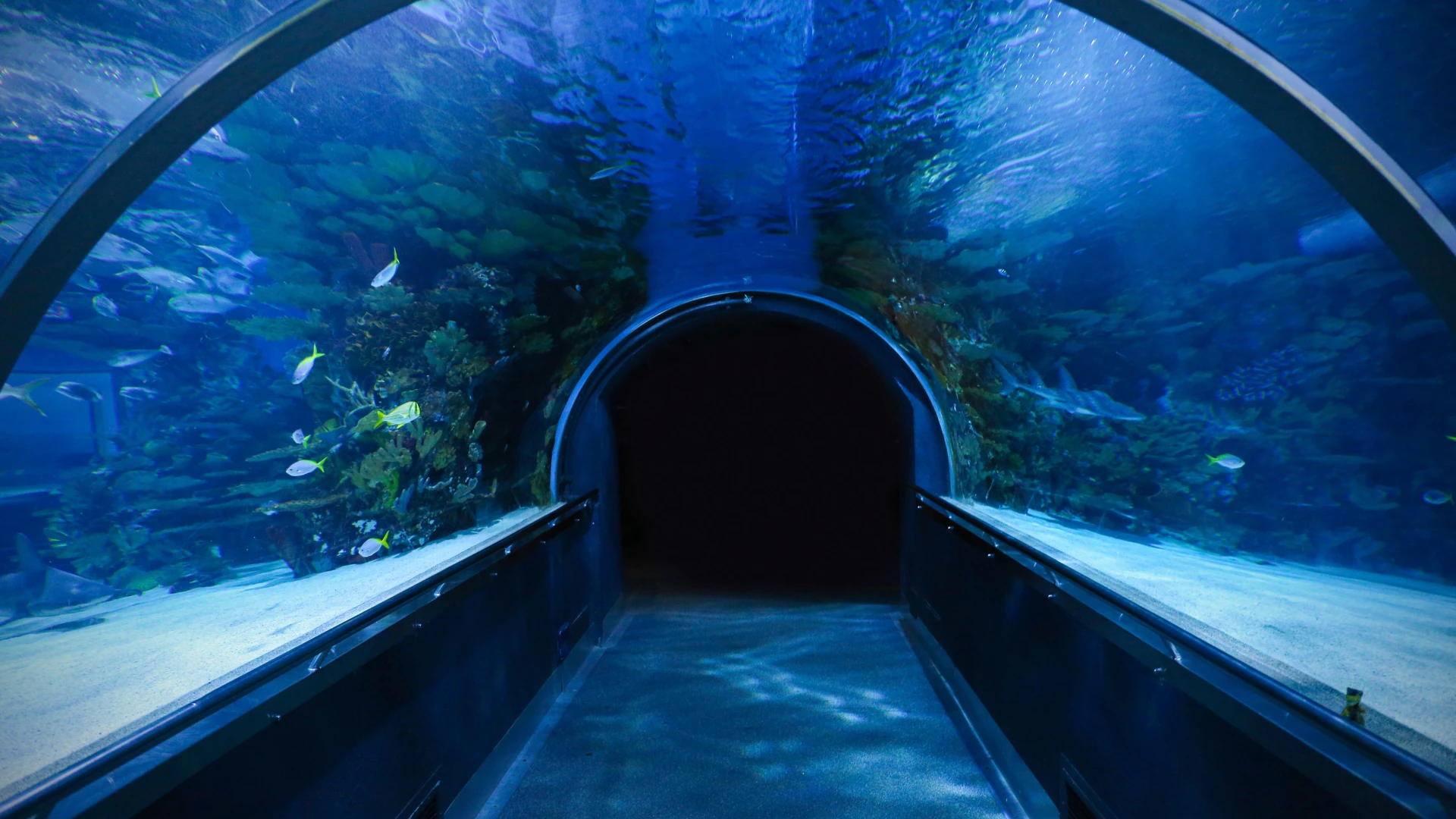 tunel submarino del oceanografic valencia